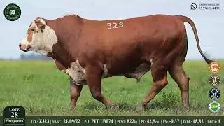 LOTE 28  Z323