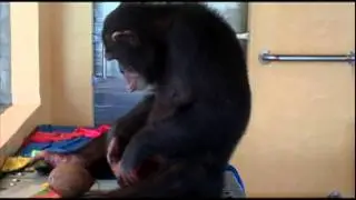 Save the Chimps - Chimps love coconuts!