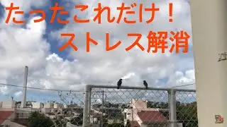 【鳥のさえずり】Stress-buffering effect(ストレス緩和に効果的)