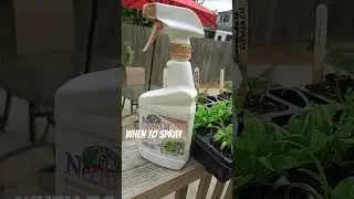 Neem Oil: When to Spray 🐛 #shorts
