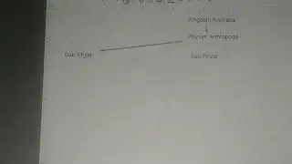 Arthropod Flow Chart Setup