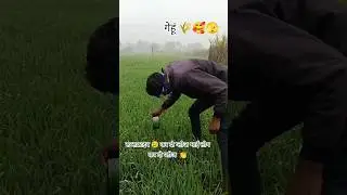 🌱🥰🎉 farming 🌱 reel 🍃#farming #desisong #khetibadi #newshorts #villagelife #viral #trending #shorts