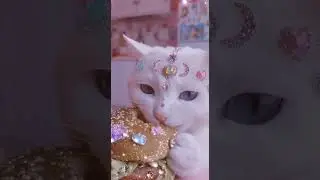 Cute Cat Wearing Jewelry Eating Food | Adorable Kitty Snack Moment