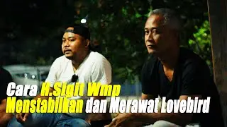 Cara H.Sigit Wmp  Menstabilkan dan Merawatan Burung Lovebird