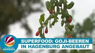 Goji-Beeren: So wird das exotische Superfood im Norden angebaut