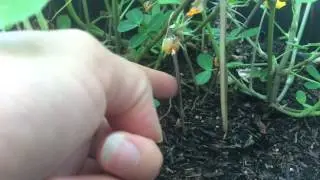 🥜 🌱 Peanut Plants are Pegging | How they Grow
