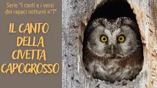 IL CANTO DELLA CIVETTA CAPOGROSSO (serie i canti e i versi dei rapaci notturni n&deg;1)