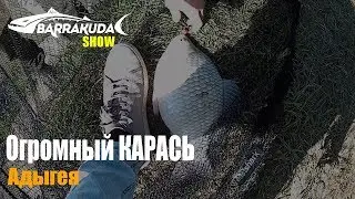 Ловля Карася | Рыбалка с Barrakuda show