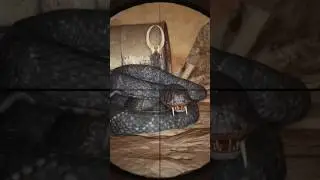 Укус Змеи #andmaru #shortvideo #shorts #metroexodus