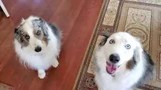 Discipleship Dog Parables Exploring