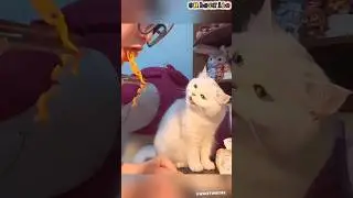 funny behavior of cats imitating humans #cat #cute #youtubeshorts #funny #viralvideos #shorts