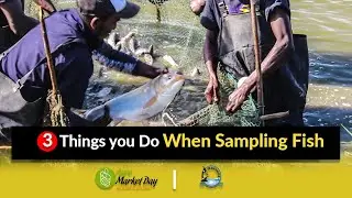 #3 Things you Should Do When Sampling Fish || Handling, Sampling and Harvesting