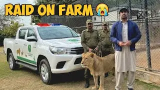 Aaj Hamare Farm Per Wildlife Wale Raid Kar Gaye! 😱 Sab Lions Khatray Mein!