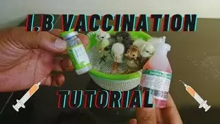 birds vaccination schedule || budgies vaccination || love birds vaccination
