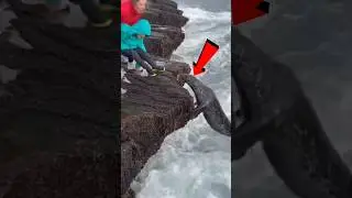 🦭 Seal Knocks Child Off Rocks 💀 #funnyanimals #funny #shorts #animalattack #animallover