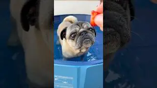Pug meets Strawberries! 😋 #pugs #dogs #pets