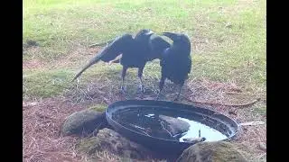 Young forest raven needs Mum to give it a drink!