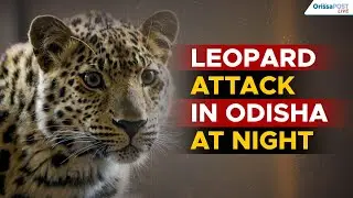 Leopard attack in Odisha | Man critically injured in rare man-animal conflict