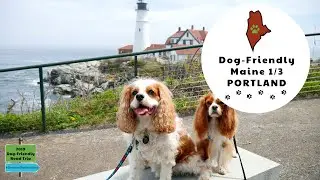 Dog-Friendly Portland, Maine Dog Road Trip & Guide | Dexter The Dog's 2019 US Road Trip Vlog #15