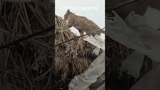#shortvideocat #humor #funny #lol#animals #cute #cat #duck