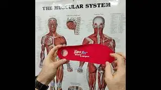 Best Children Arch Support Orthotic Insoles