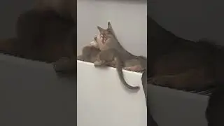 Общение переросло в разборку😻