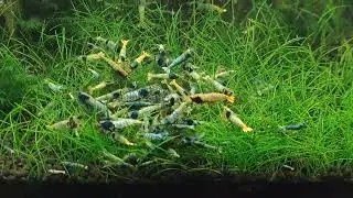 Caridina Steel Blue shrimps