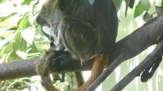 Tamarin over-grooming