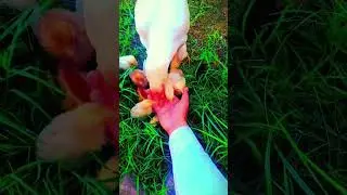 Cute 😍 chicks 🐤/ eat time #shorts #funny #cute #viral #youtubeshorts #shortsfeed #youtube