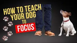 5 Tips to teach Focus cue in under 2 minutes