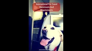 Pet International Travel Requirements before buying the ticket