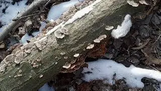 Turkey Tail Mushrooms In Winter