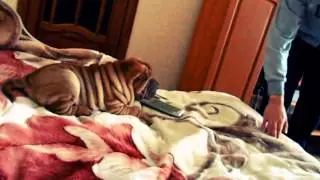 Мелкий хулиган Шарпей. Sharpei bully