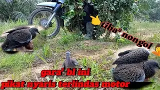 Hampir saja terlindas 🤦 untung masih ada rezeki 