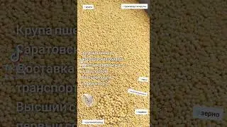 высший сорт пшено. поставка авто и жд транспортом.фасовка в мешки и биг-беги. Саратовская область.