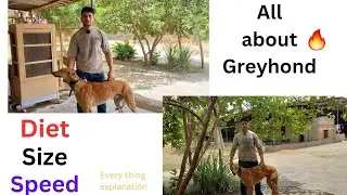 All about Greyhound dogs 😱🔥 Diet size speed everything explained 👌 #greyhound #dog #dograce #youtube
