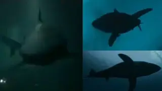 The Last Breath [2024] - Shark Screen Time