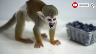 KONGO THE MONKEY EATING BLUEBERRIES