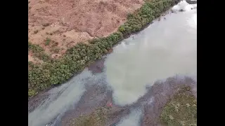 Labeobarbus aeneus (Smallmouth Yellowfish) spawning, Orange River below Vanderkloof Dam.