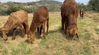 Wow sheep&rsquo;s enjoying food #viral #trending #viralvideo #video #menda #bakra #bakri #animals #kids 