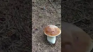 #funghi #porcini #boletus #mushroom