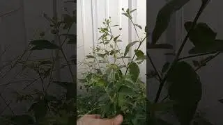 Sida aka Wireweed