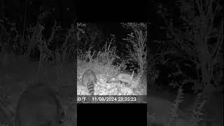 Racoon tolerates Fox -Close Encounter #wildlife #raccoon #trailcam #fox