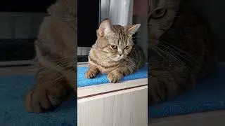 🐱Сладкие котята.Sweet kittens.