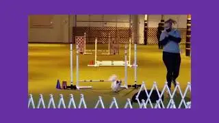 Small Dog Agility- CPE Level 1 Colors Qualifying Run #short #shorts #youtubeshorts