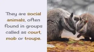 13 Amazing Facts You should Know About Wallaby