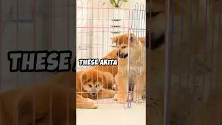 Let&rsquo;s Talk Akita Today 🐾🐕 #dogs #love #pets #uk #japan #akita