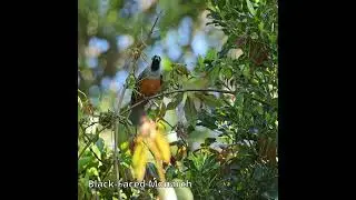 Black-Faced Monarch #australianbirds
