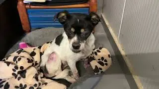 No More Suffering for the New Small Dog - Takis Shelter