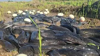 Wow, that's amazing. A woman caught a lot of fish and eggs in the meadow.